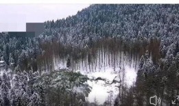 天鹅林场最新爆料信息网,揭秘神秘事件背后的真相